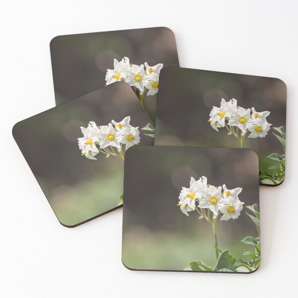 Item preview, White potato flowers designed and sold by StohlerPhotos.