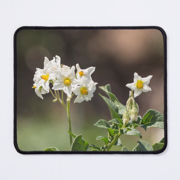 Item preview, White potato flowers designed and sold by StohlerPhotos.
