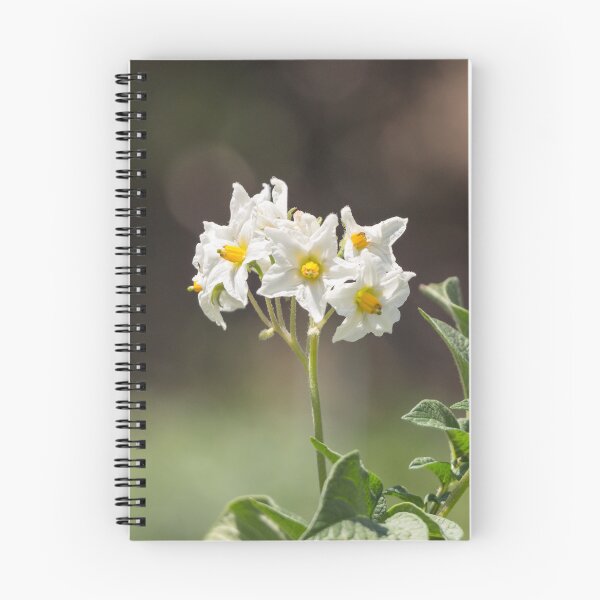 Item preview, White potato flowers designed and sold by StohlerPhotos.