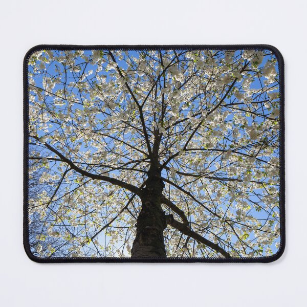 Item preview, White cherry tree from a worm's eye view in the backlight, Germany designed and sold by Torsten Krüger.