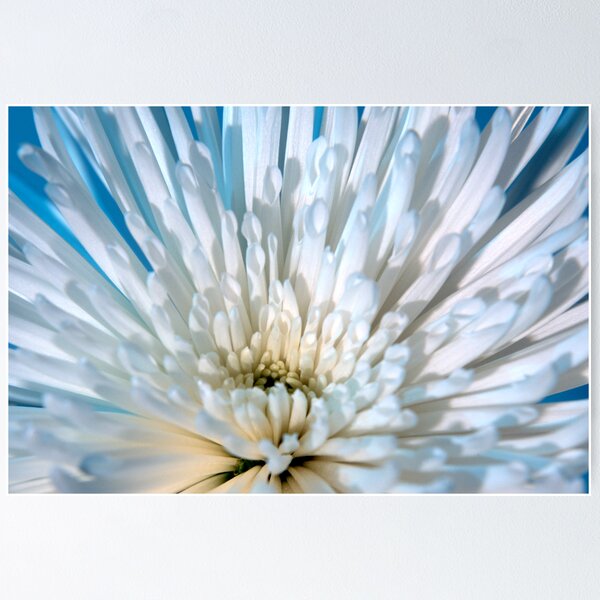 Item preview, Spider Mum designed and sold by Roger Otto.