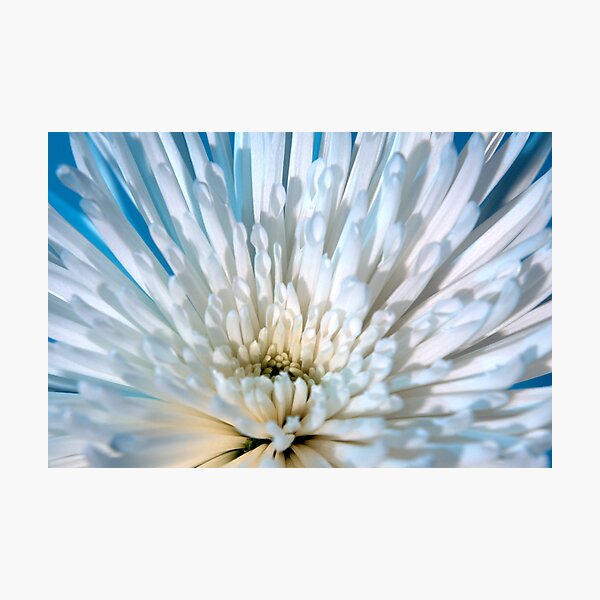Item preview, Spider Mum designed and sold by Roger Otto.