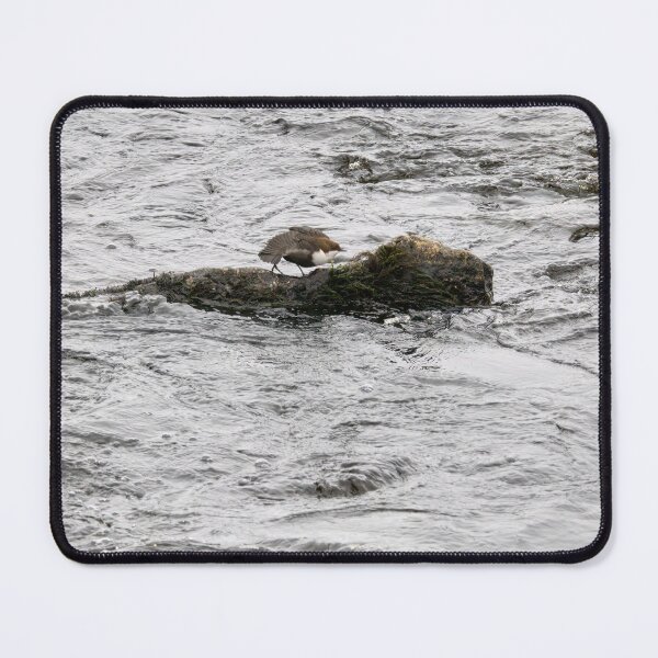 Item preview, Aah. White-throated dipper designed and sold by Jouko Lehto Photography.