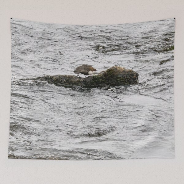 Item preview, Aah. White-throated dipper designed and sold by Jouko Lehto Photography.