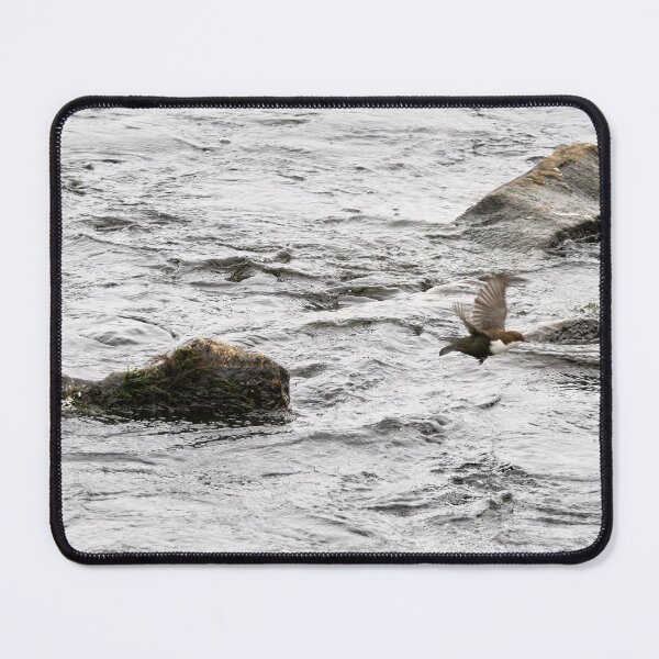 Item preview, Over the cold waters. White-throated dipper designed and sold by Jouko Lehto Photography.