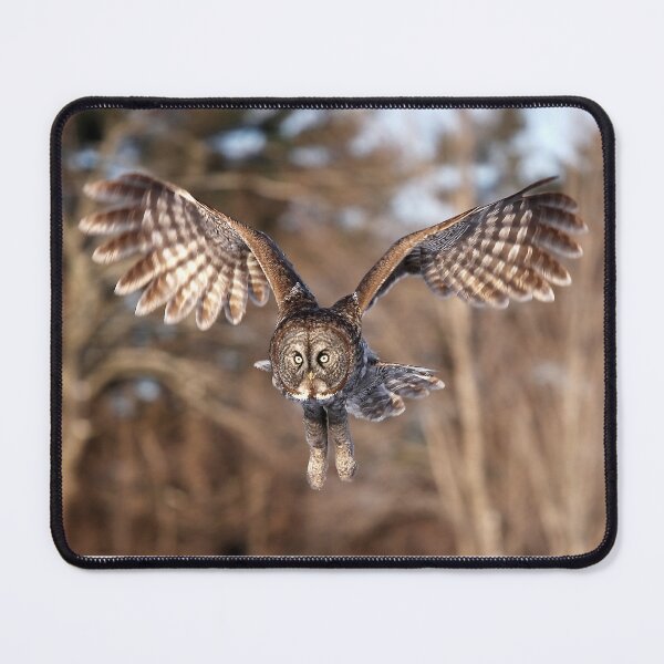 Item preview, Great Grey Owl swoops down designed and sold by James Cumming.