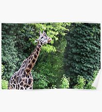 giraffe in forest wildlife Poster