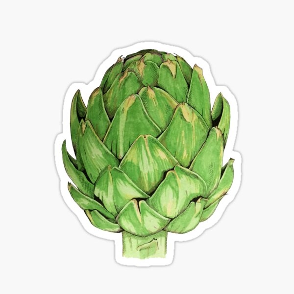 Green globe artichoke Sticker
