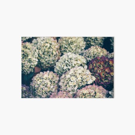 Hydrangea flowers Art Board Print