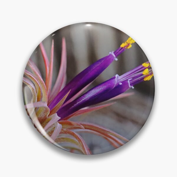 Item preview, Blooming Tillandsia designed and sold by Deb Oppermann.