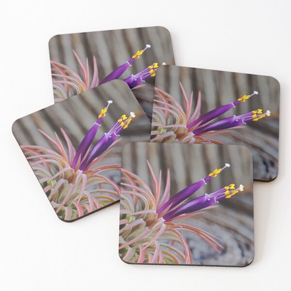 Item preview, Blooming Tillandsia designed and sold by Deb Oppermann.