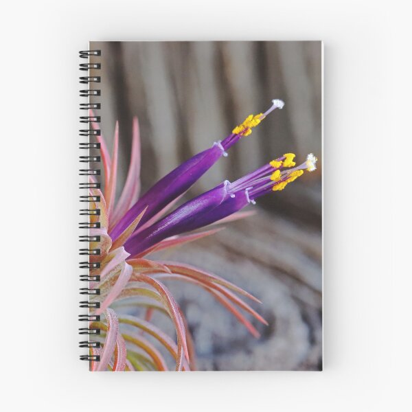 Item preview, Blooming Tillandsia designed and sold by Deb Oppermann.