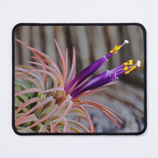 Item preview, Blooming Tillandsia designed and sold by Deb Oppermann.