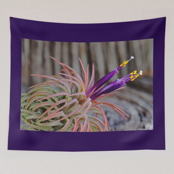 Item preview, Blooming Tillandsia designed and sold by Deb Oppermann.