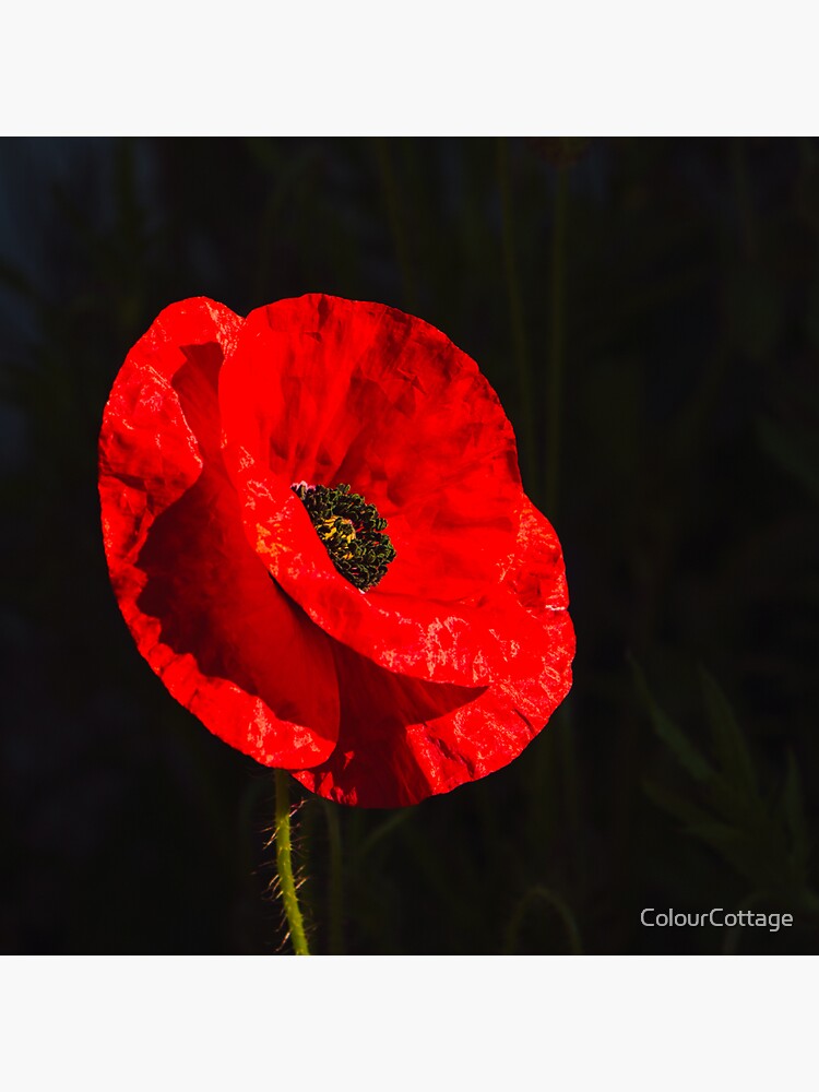 Red poppy 1 by ColourCottage