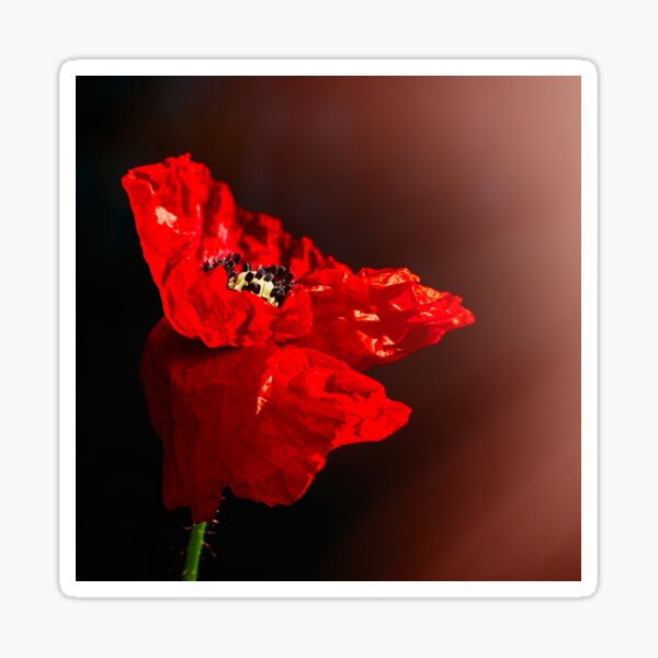 Red poppy 2 Sticker