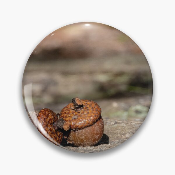 Item preview, Acorns in Algonquin Park, Ontario #1 designed and sold by jrtwynam.