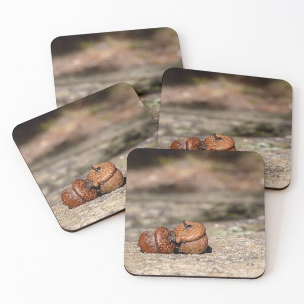 Item preview, Acorns in Algonquin Park, Ontario #1 designed and sold by jrtwynam.