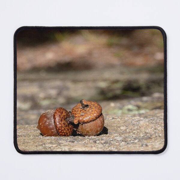 Item preview, Acorns in Algonquin Park, Ontario #1 designed and sold by jrtwynam.