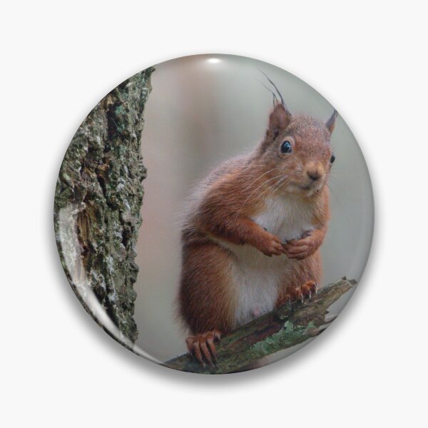 Item preview, Squirrel sat in a tree designed and sold by N-JPhotography.