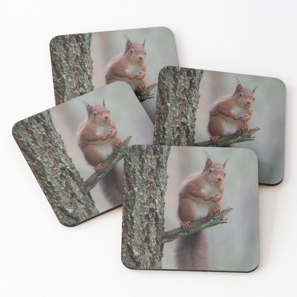 Item preview, Squirrel sat in a tree designed and sold by N-JPhotography.