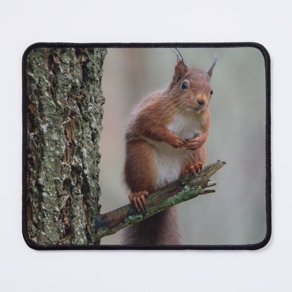 Item preview, Squirrel sat in a tree designed and sold by N-JPhotography.