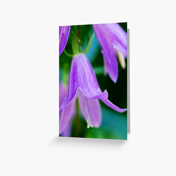 Bellflower Beauty Greeting Card