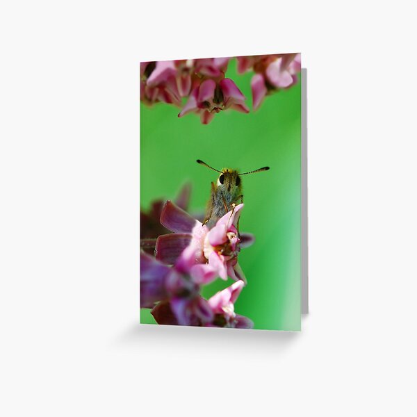 Skipper on Milkweed Greeting Card
