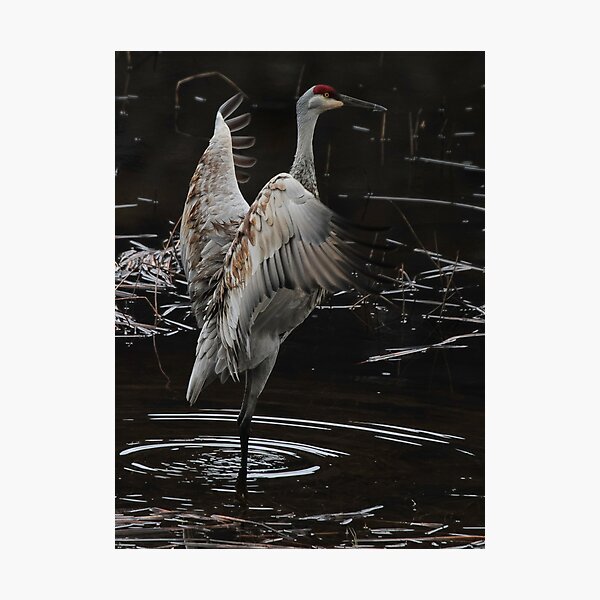The Crane Ballet #2 Photographic Print