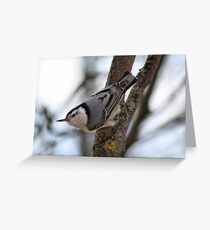 Cute Nuthatch Greeting Card