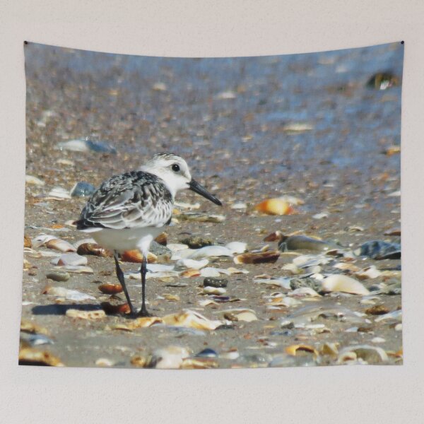Item preview, Sandpiper on shells eyeing the situation designed and sold by ncNatureVisions.