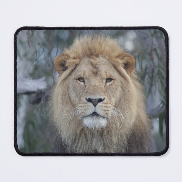 Item preview, The Majestic Lion, the King of his domain. designed and sold by So Much 2 See.