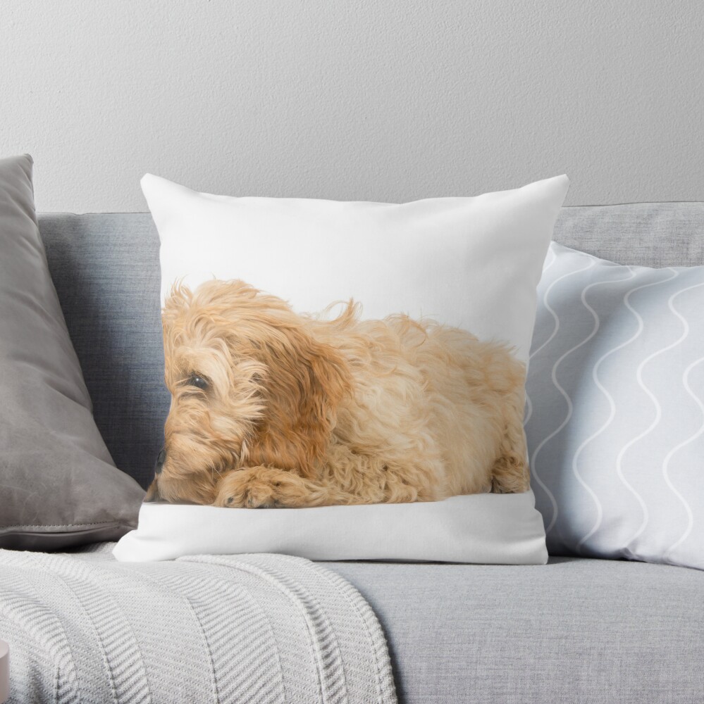 cockapoo pillow