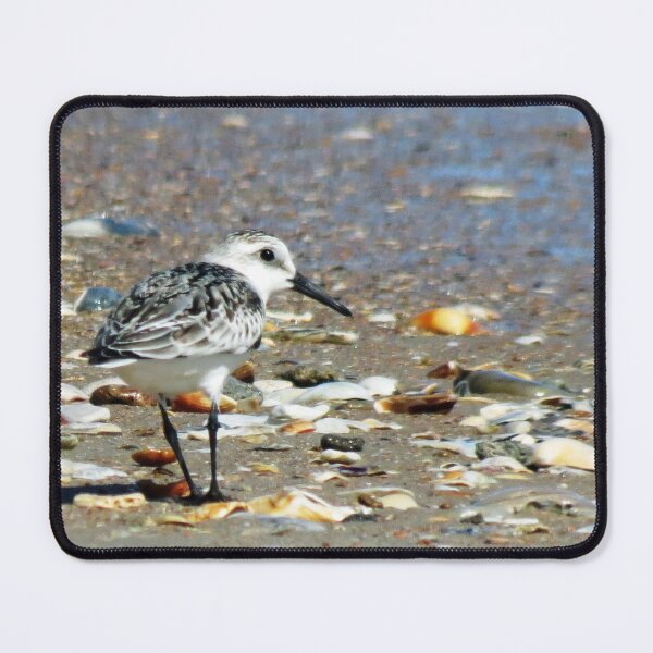 Item preview, Sandpiper on shells eyeing the situation designed and sold by ncNatureVisions.