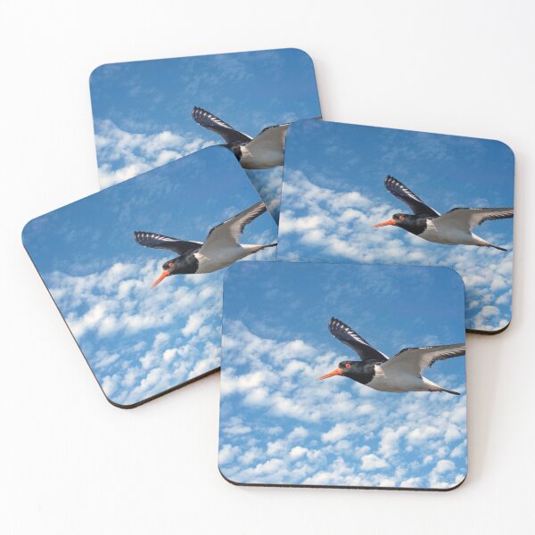 Item preview, Oystercatcher in Flight designed and sold by Tom McPherson Photography.