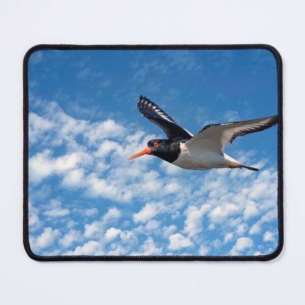 Item preview, Oystercatcher in Flight designed and sold by Tom McPherson Photography.