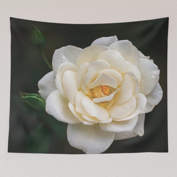 Item preview, Stunning White Rose designed and sold by JillLind47.