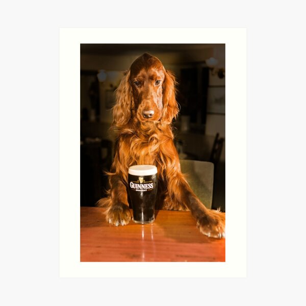 Irish seter with pint of stout Art Print