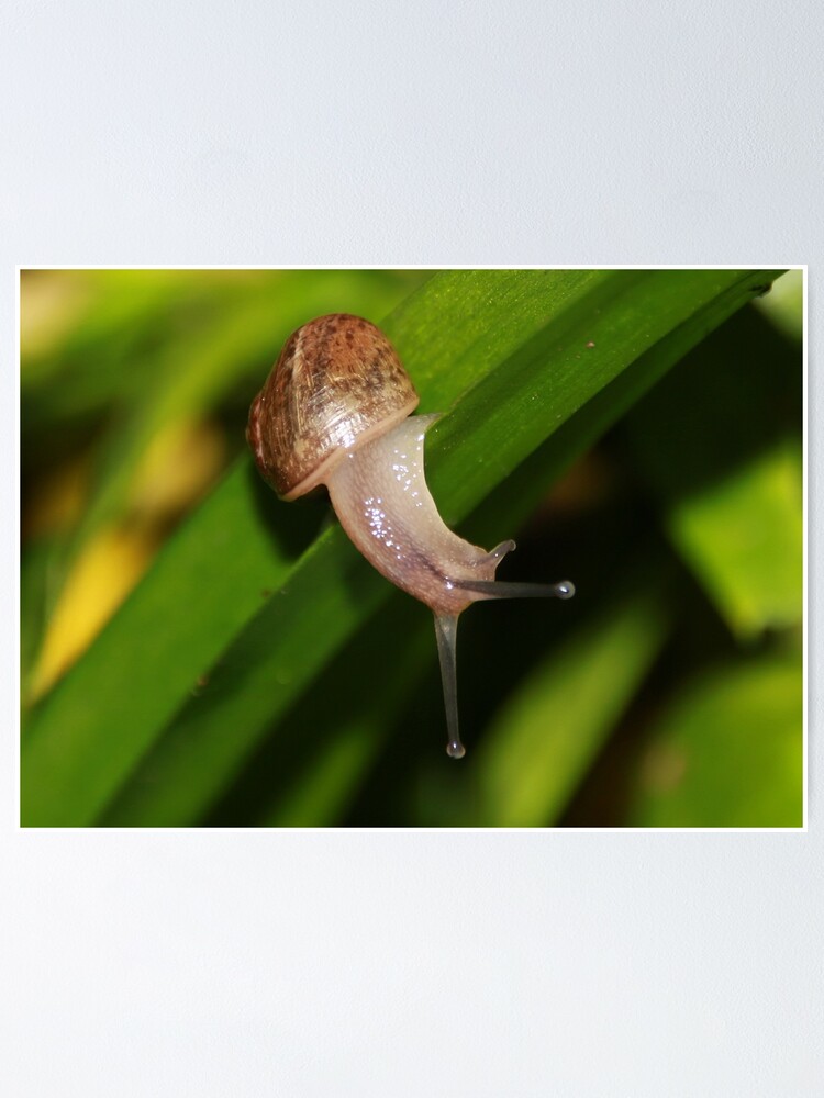 Poster Slither Slide Bebe Escargot Par Anndixon Redbubble