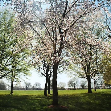 Artwork thumbnail, Spring Pink by Rachel J Bowler