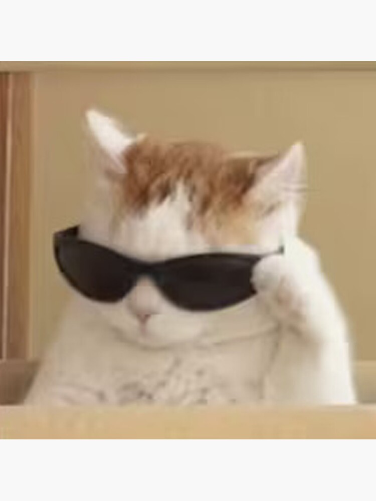 Cat Wearing Sunglasses Funny