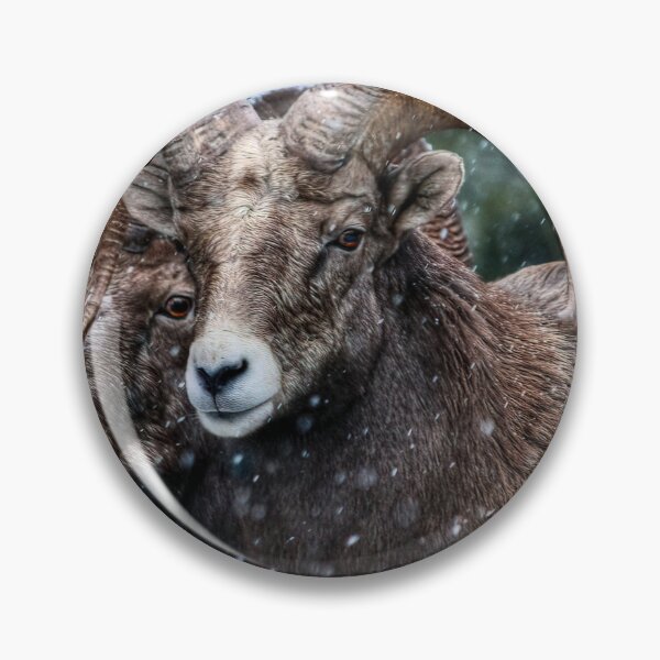 Item preview, Bighorn Brothers - The Kootenays designed and sold by James (820Photography) Anderson.
