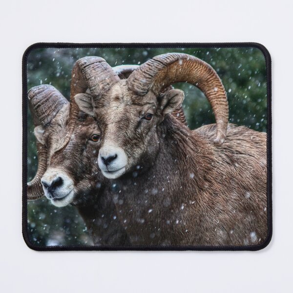 Item preview, Bighorn Brothers - The Kootenays designed and sold by James (820Photography) Anderson.