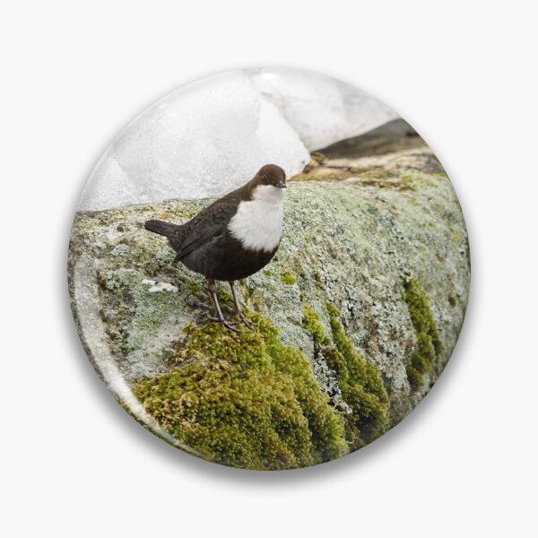Item preview, On the stonewall. White-throated dipper designed and sold by Jouko Lehto Photography.
