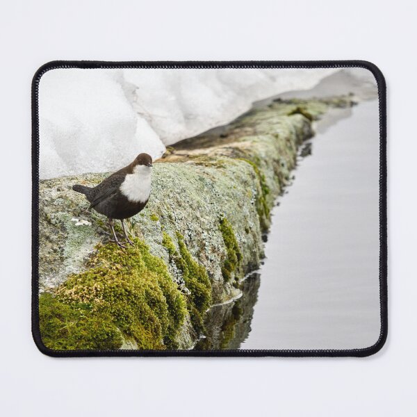 Item preview, On the stonewall. White-throated dipper designed and sold by Jouko Lehto Photography.