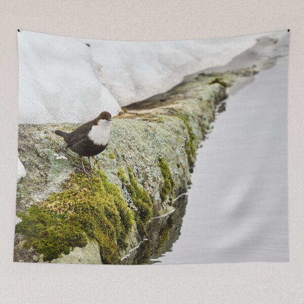 Item preview, On the stonewall. White-throated dipper designed and sold by Jouko Lehto Photography.