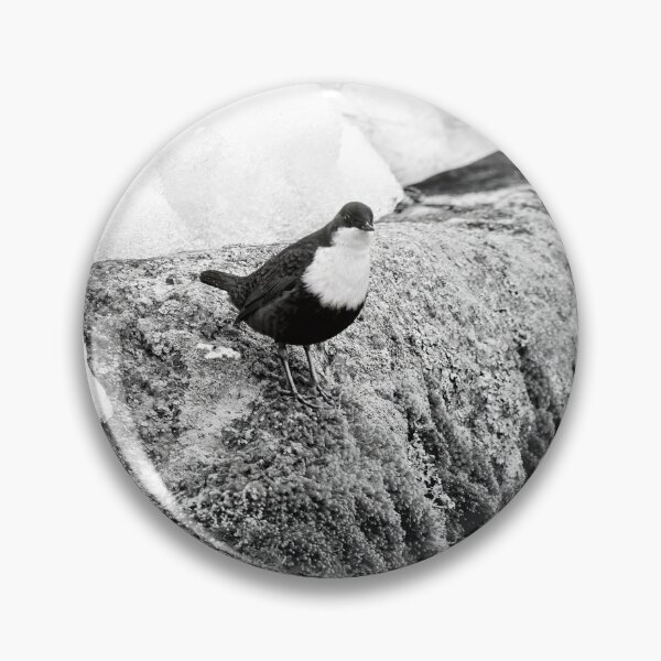 Item preview, On the stonewall. White-throated dipper bw designed and sold by Jouko Lehto Photography.