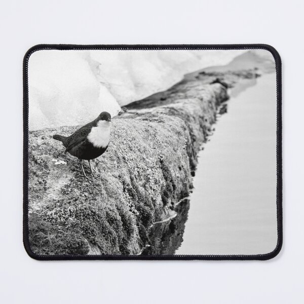 Item preview, On the stonewall. White-throated dipper bw designed and sold by Jouko Lehto Photography.