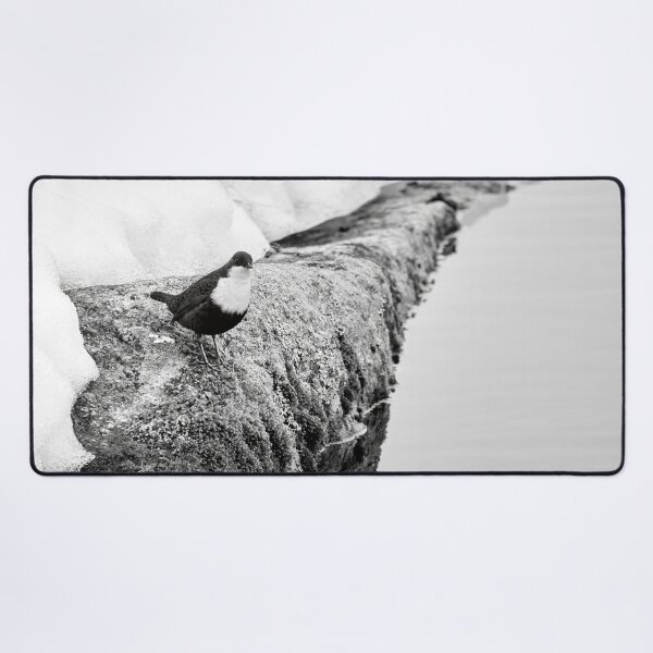 Item preview, On the stonewall. White-throated dipper bw designed and sold by Jouko Lehto Photography.