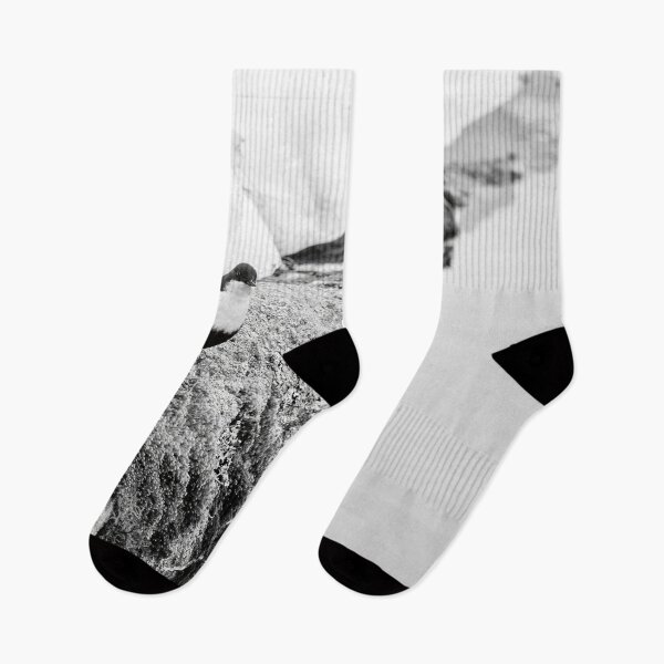 Item preview, On the stonewall. White-throated dipper bw designed and sold by Jouko Lehto Photography.
